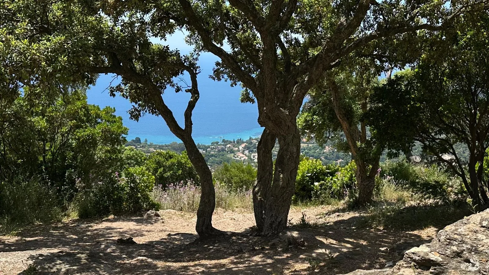 Blick durch Korkeichen auf das Mittelmeer