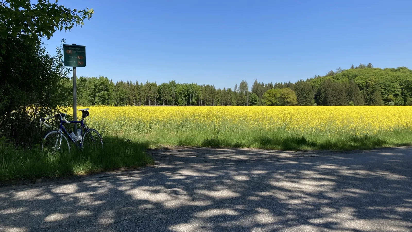 Rennrad am Wegweiser vor einem blühenden Rapsfeld im Voralpenland